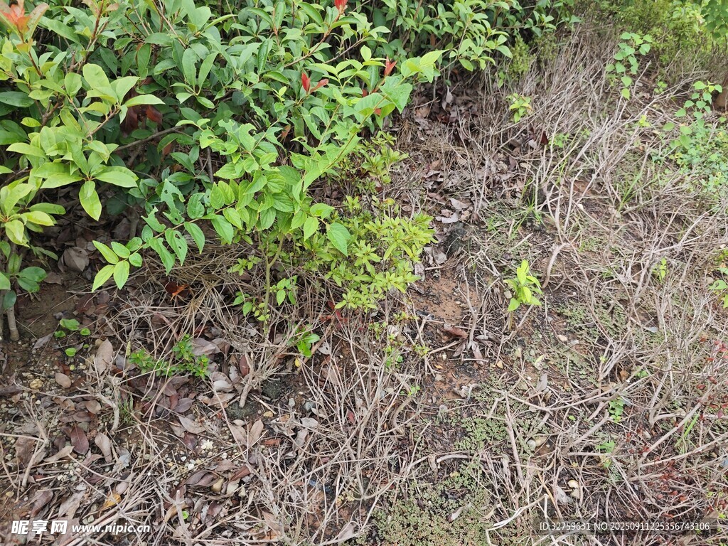 地面綠植與枯葉景象