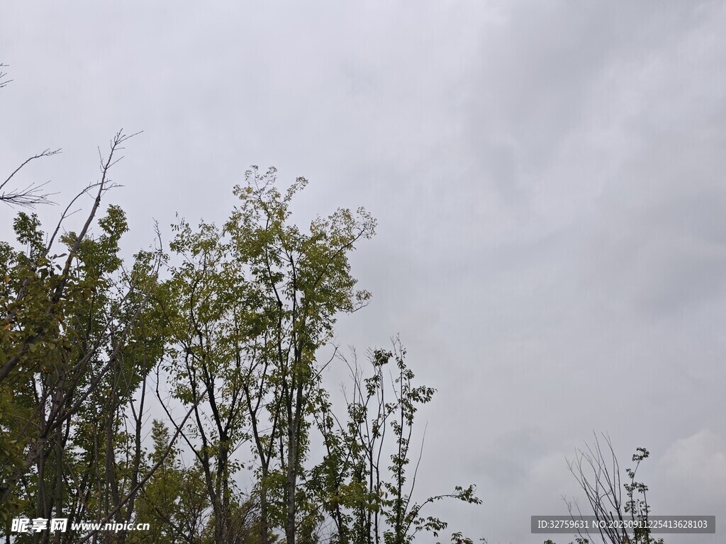 陰天中的綠植枝葉