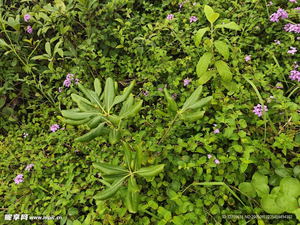 繁茂綠植中的紫色小花