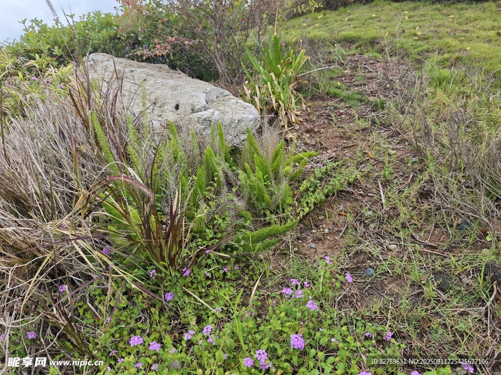 野外草地中的巖石與綠植