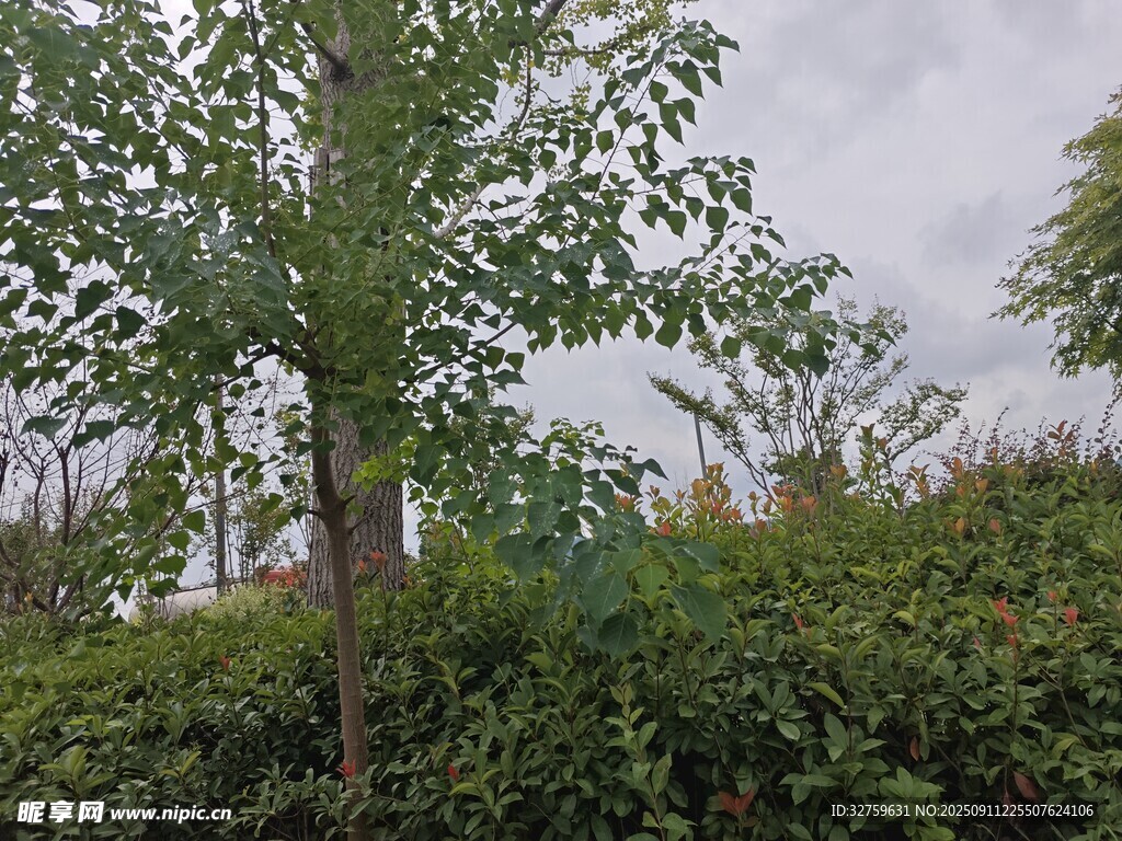 戶外綠樹與繁茂灌木叢