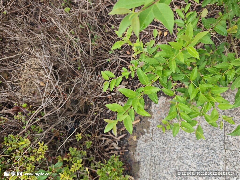 地面綠植與枯草景象