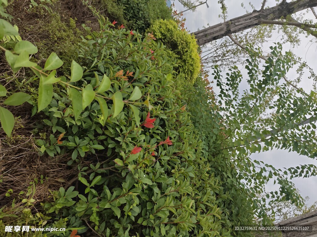 綠葉叢中點點紅