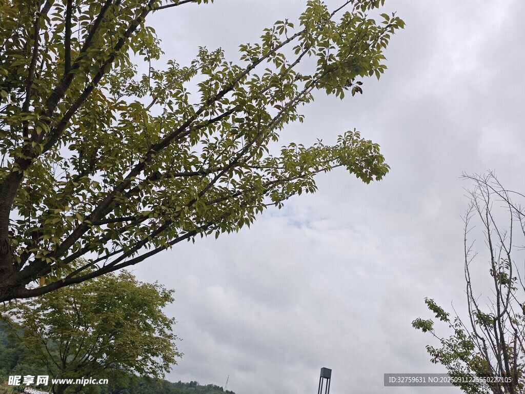 陰天里的樹枝與綠葉