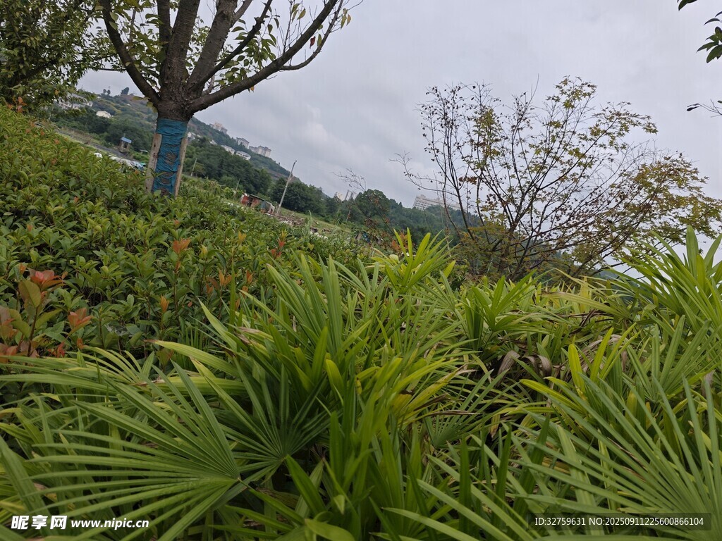 綠意盎然的戶外植物景觀