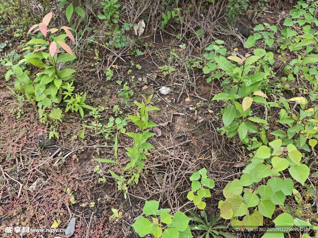 地面上的綠色植物景觀
