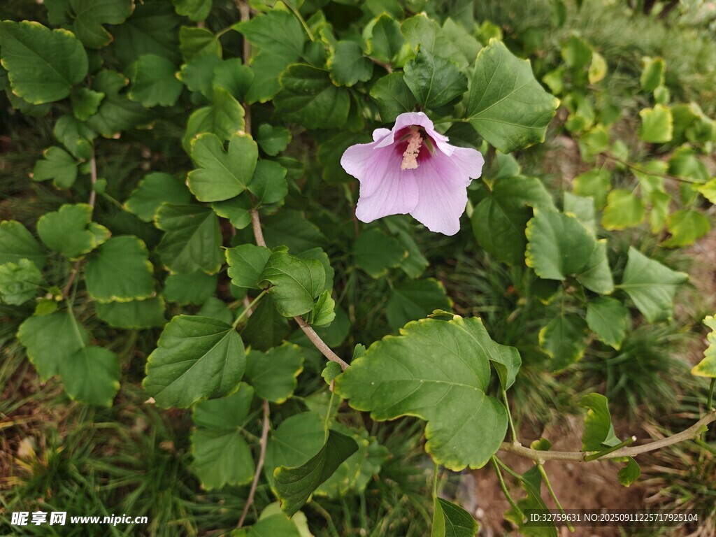 綠葉間的單朵粉紫色花朵