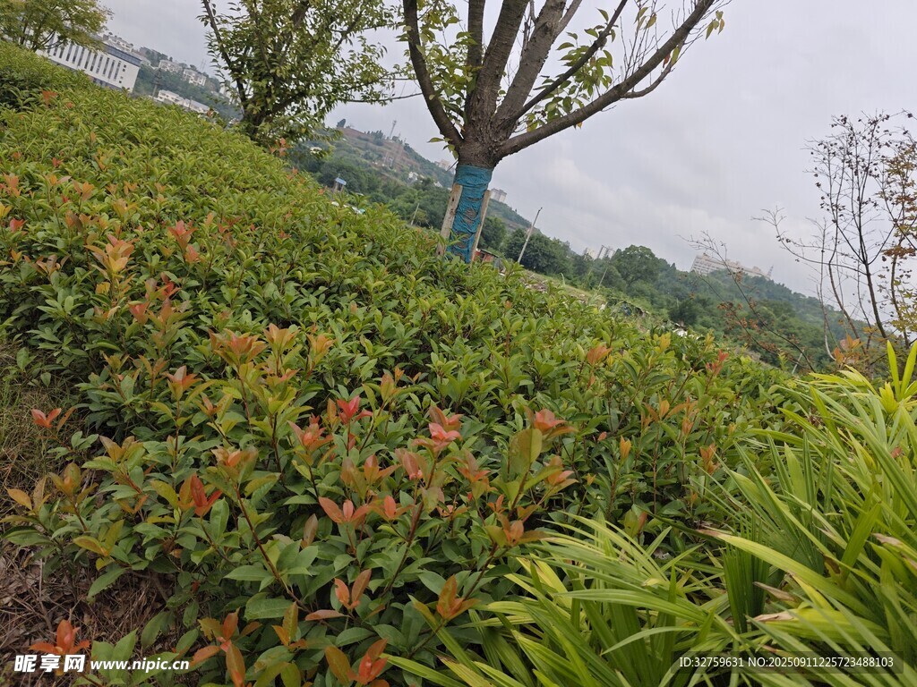 綠意盎然的園林植物景觀