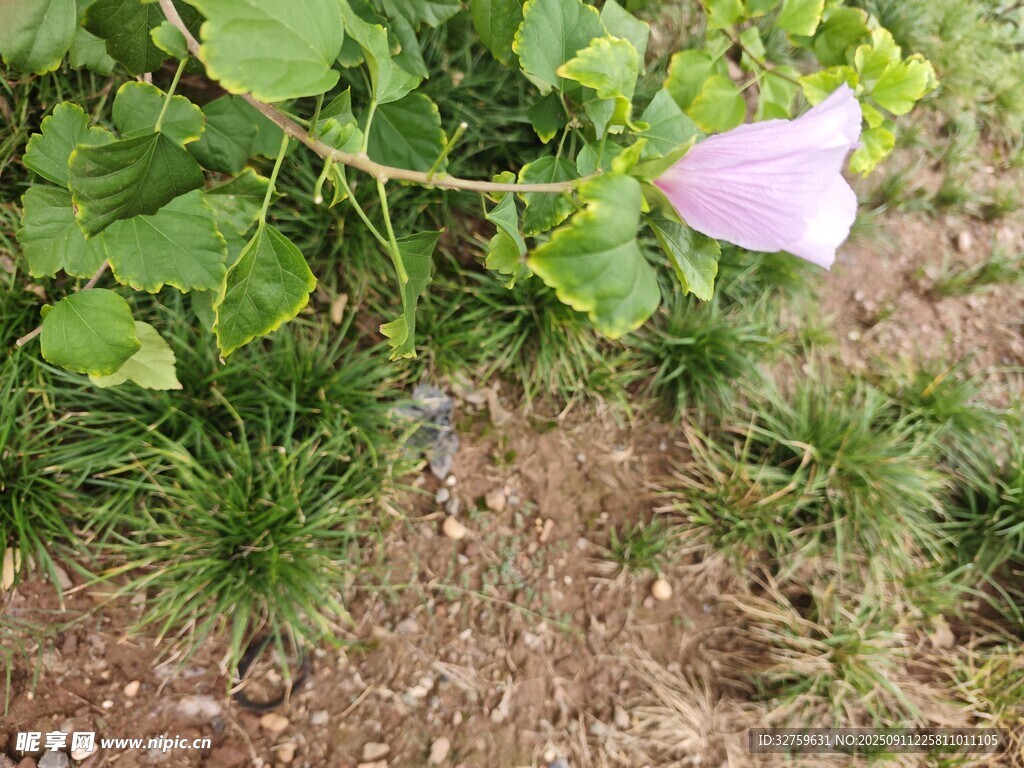 粉色花朵綻放于綠葉間