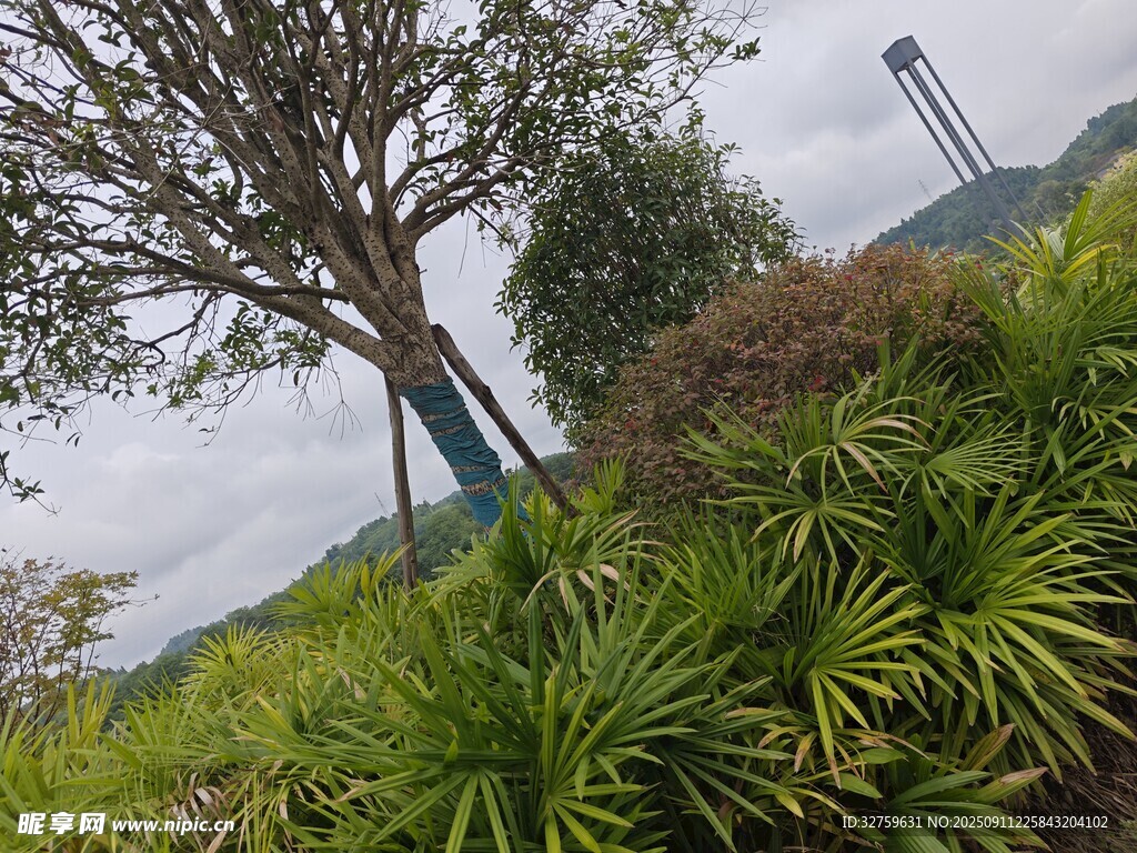 山間綠植與樹木景觀