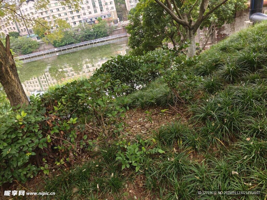 河畔綠植景觀