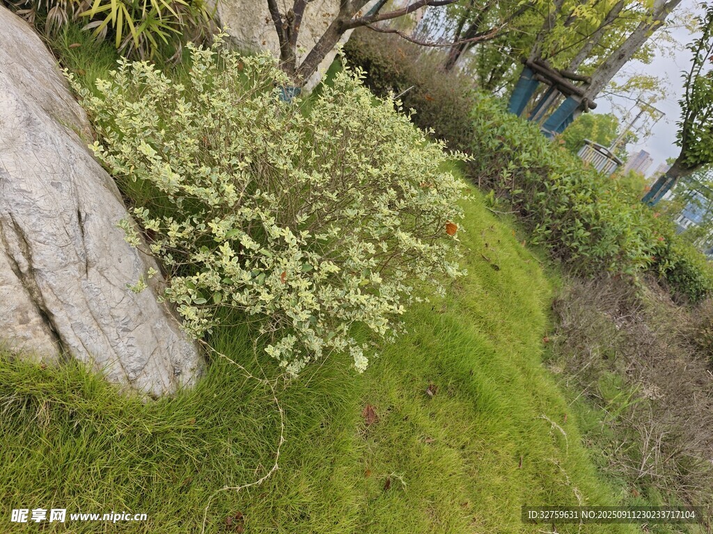 石旁綠植景觀