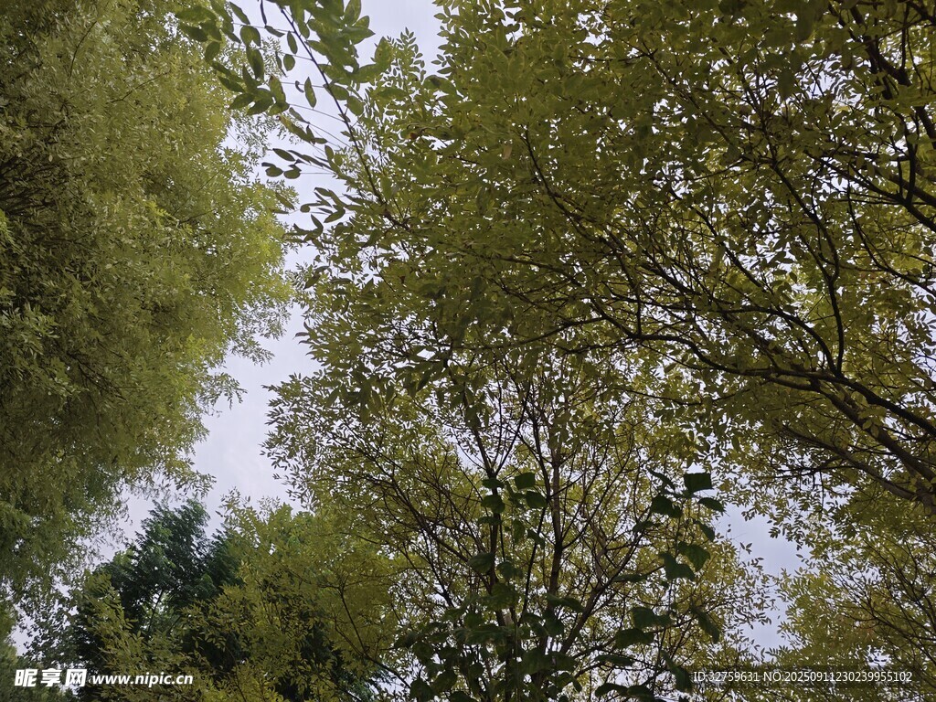 仰視蔥郁樹(shù)木景觀