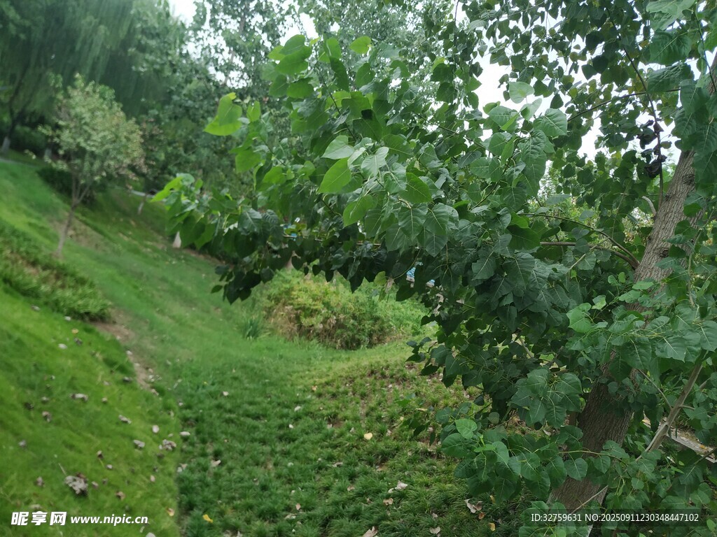 綠意盎然的林間小徑