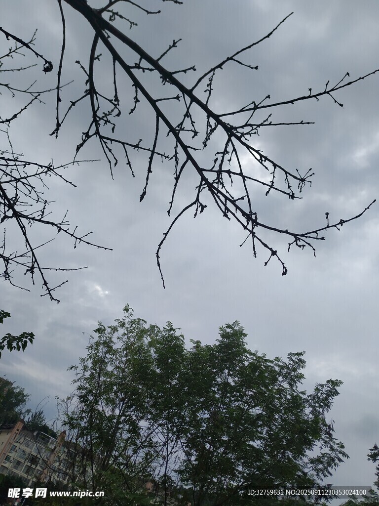 樹枝與綠樹映襯的天空