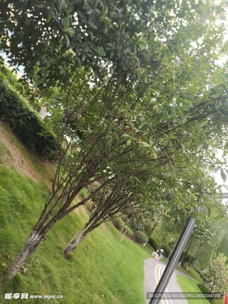 林間小道旁的蔥郁樹木