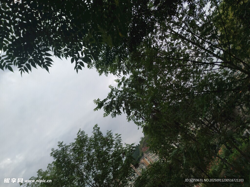 仰視茂密枝葉間的天空