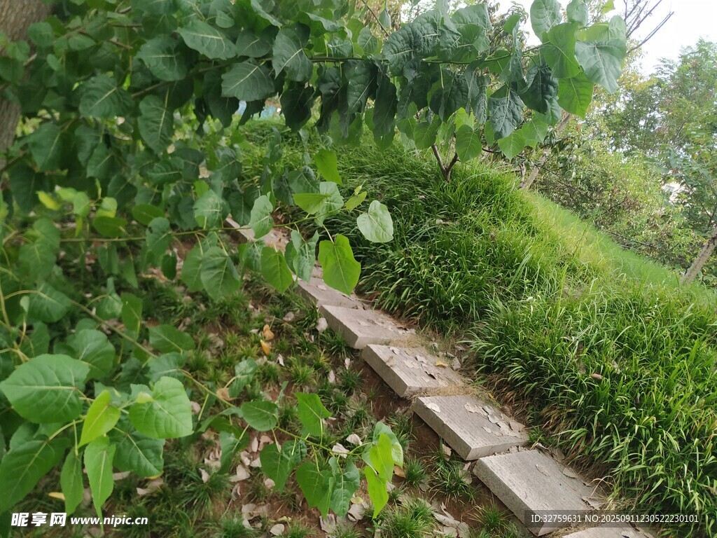 山間綠植環(huán)繞的石板小徑