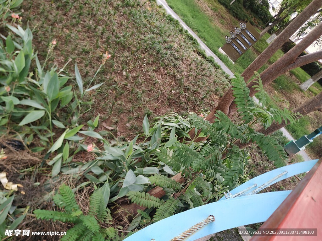 庭院中的綠植景觀