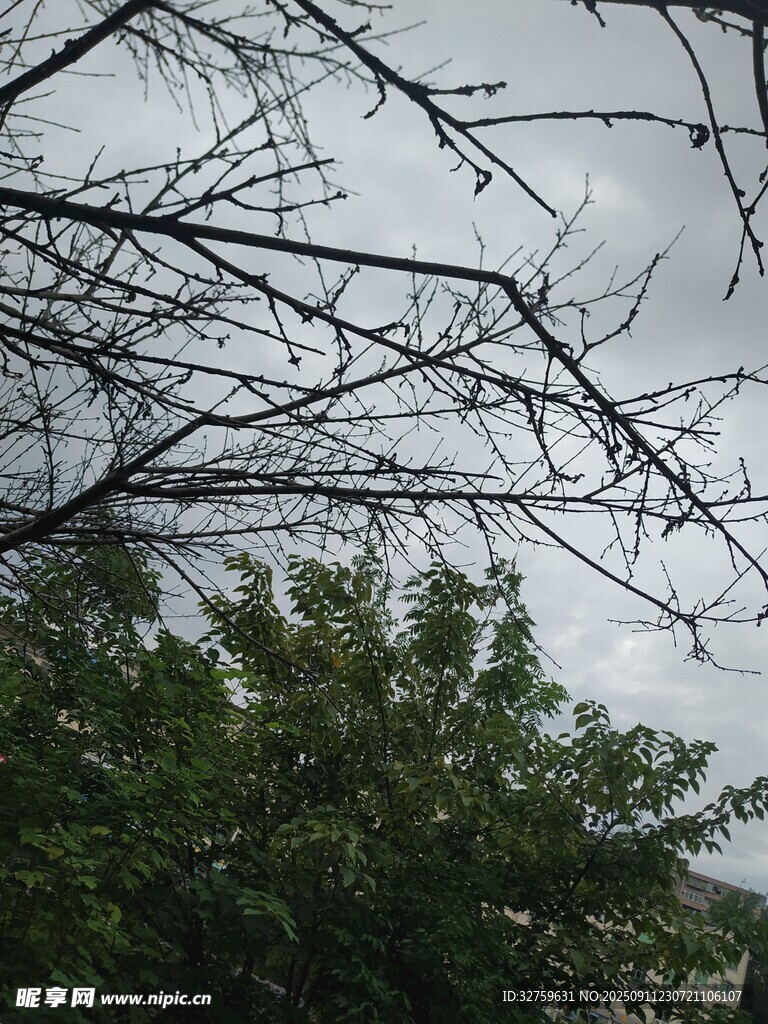 樹枝與綠葉映襯天空