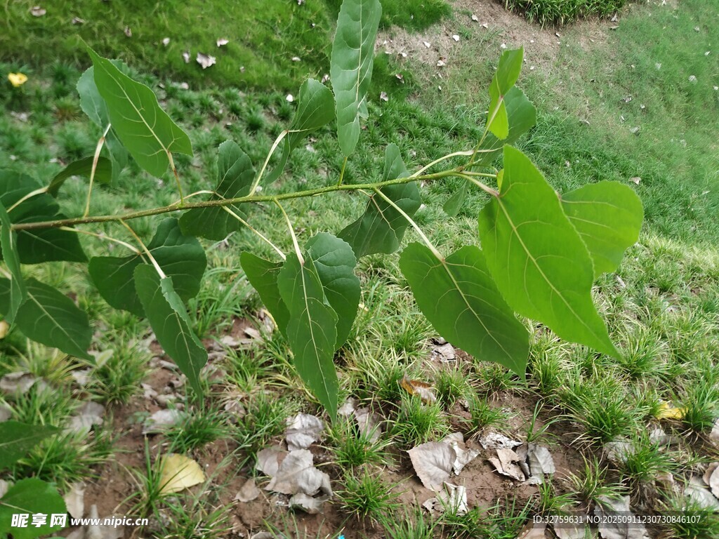 綠葉繁茂的自然植物景象