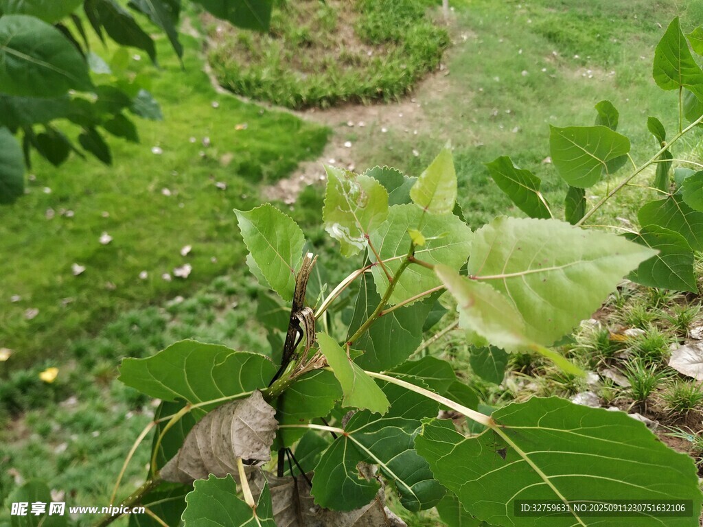 綠葉繁茂的植物小徑