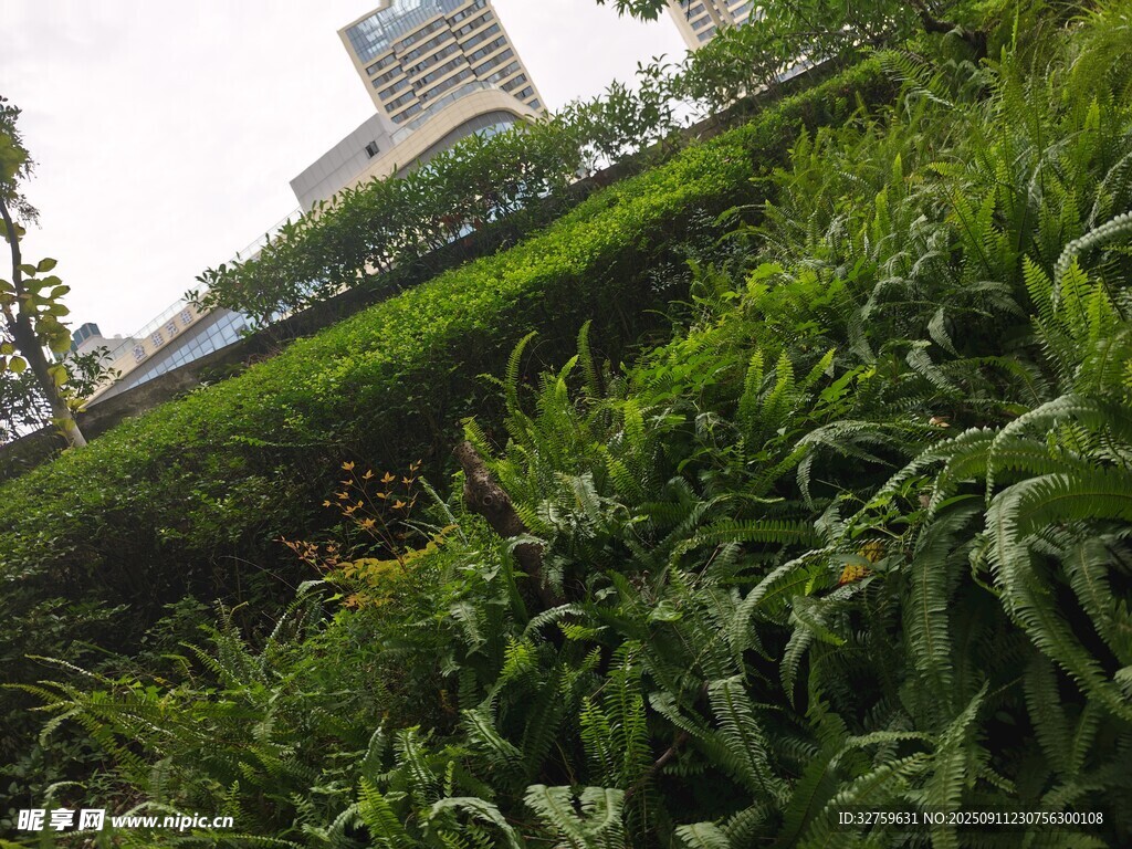 城市中茂盛的綠色植物景觀