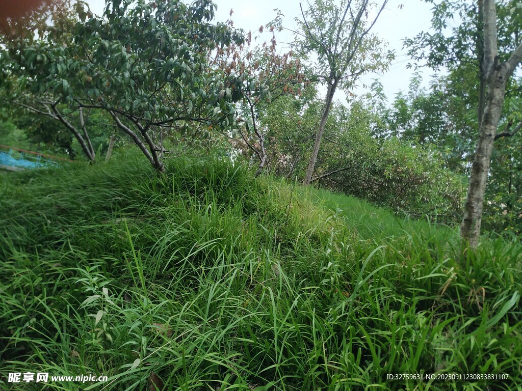 綠意盎然的戶外自然場(chǎng)景