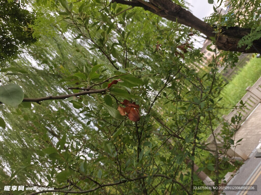 枝頭紅果隱于綠葉間