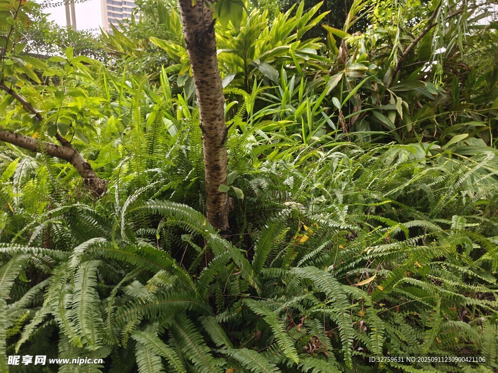 翠綠蕨類(lèi)植物生機(jī)盎然