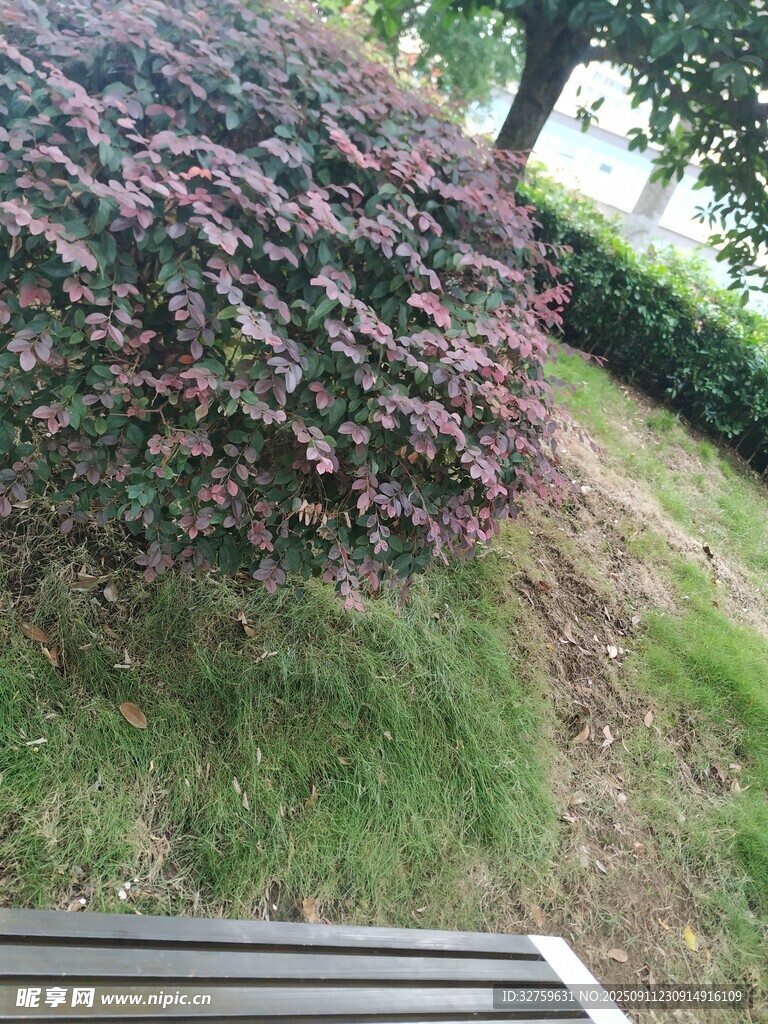 花園中繁茂的灌木景觀