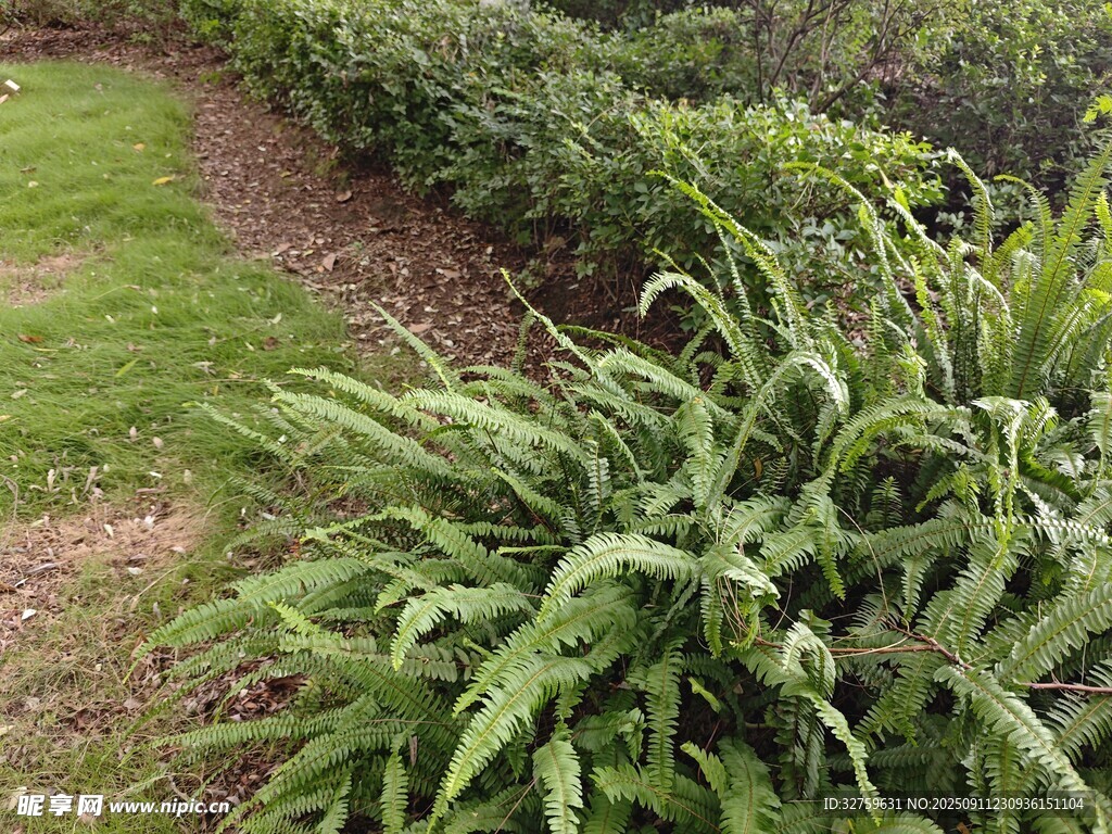 綠意盎然的植物景觀