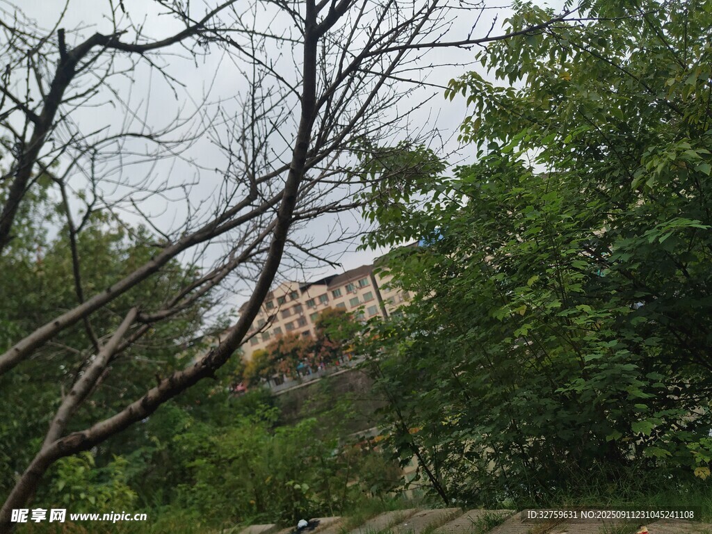 樹(shù)林中隱約可見(jiàn)的建筑物