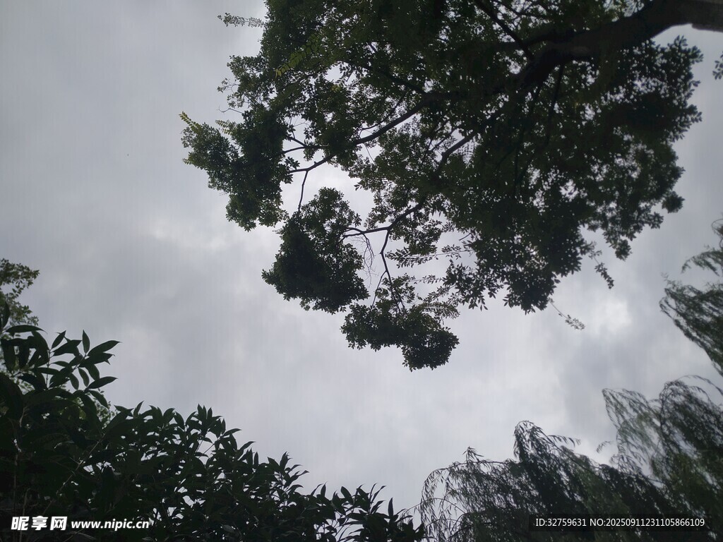 仰視樹冠下的天空