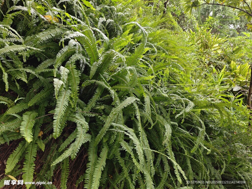 翠綠繁茂的垂掛植物景觀