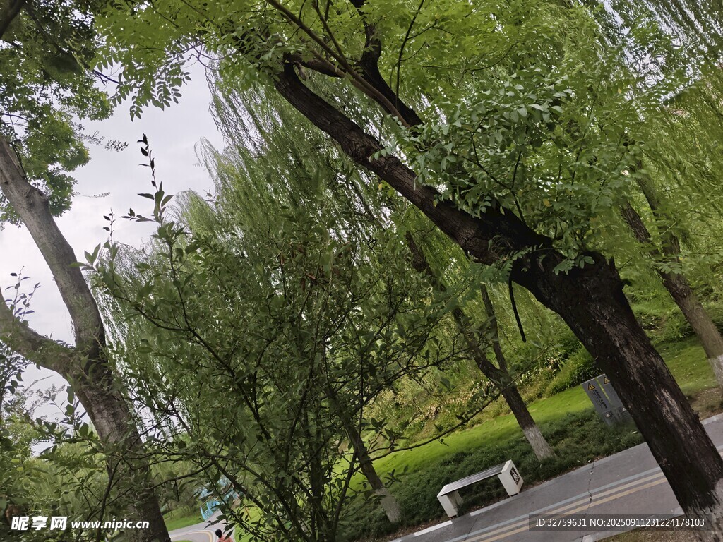 公園中蔥郁的柳樹(shù)景觀