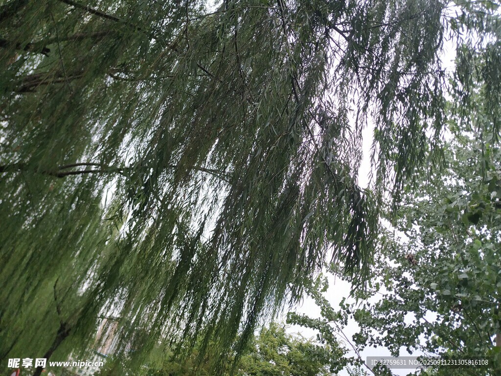 垂柳低垂的清新自然景象