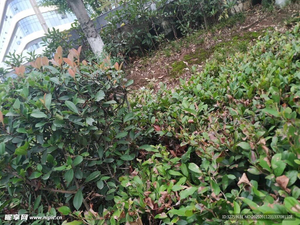 綠意盎然的植物景觀