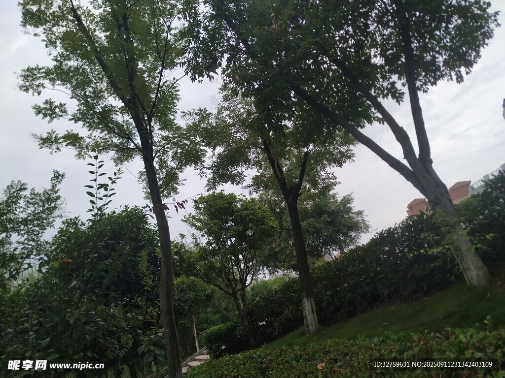 綠意盎然的戶外樹木景觀