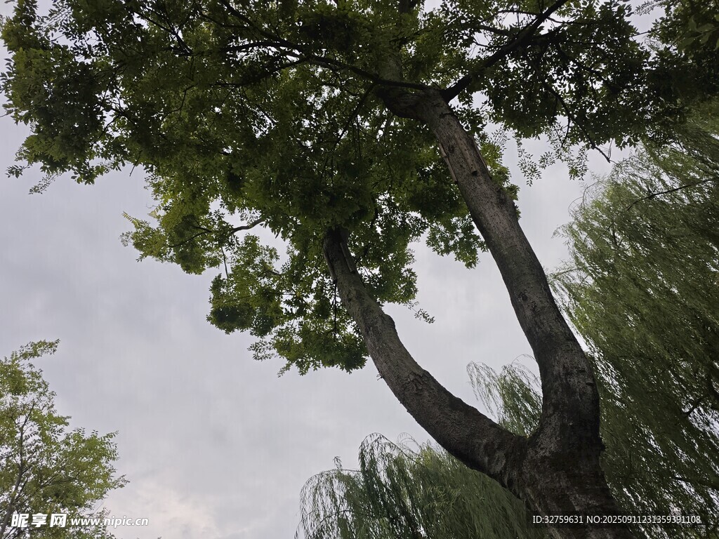 彎曲樹干的茂盛樹木