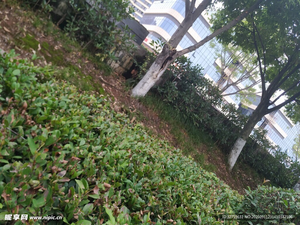 綠意盎然的園林植物景觀