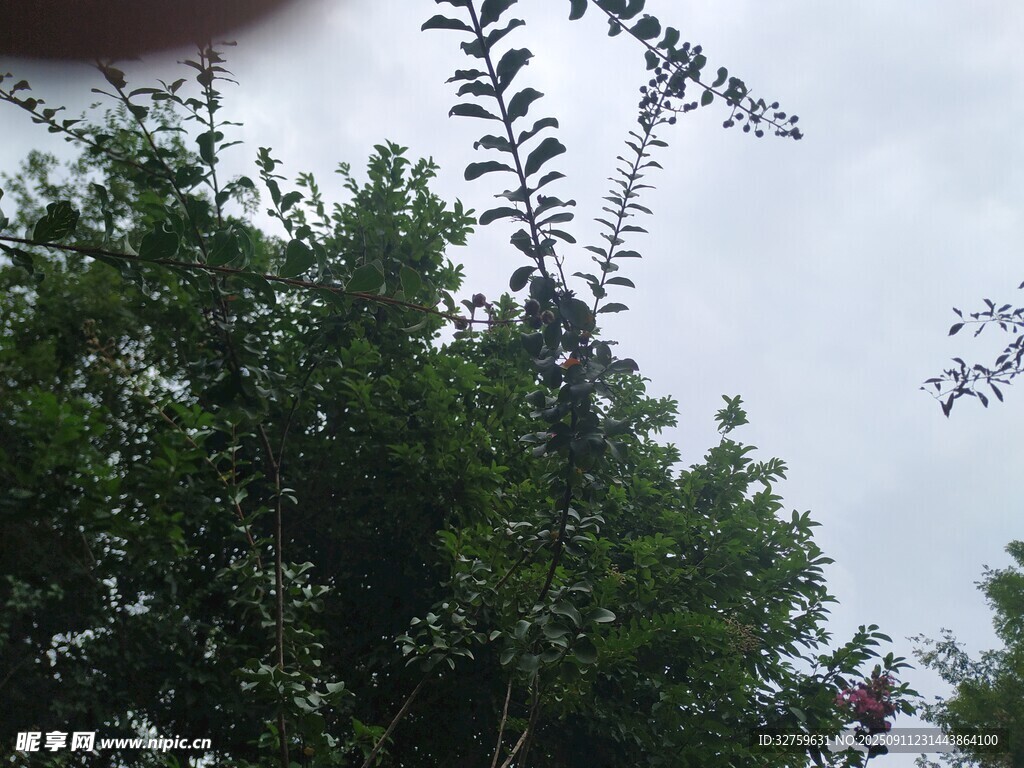 樹(shù)梢上的天空與綠葉