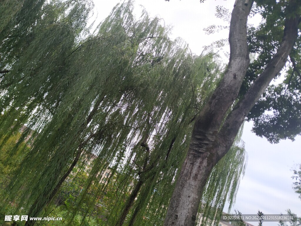 垂柳依依