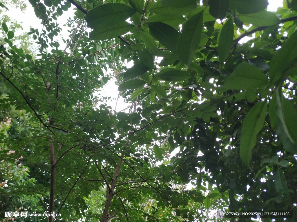 林間綠意 