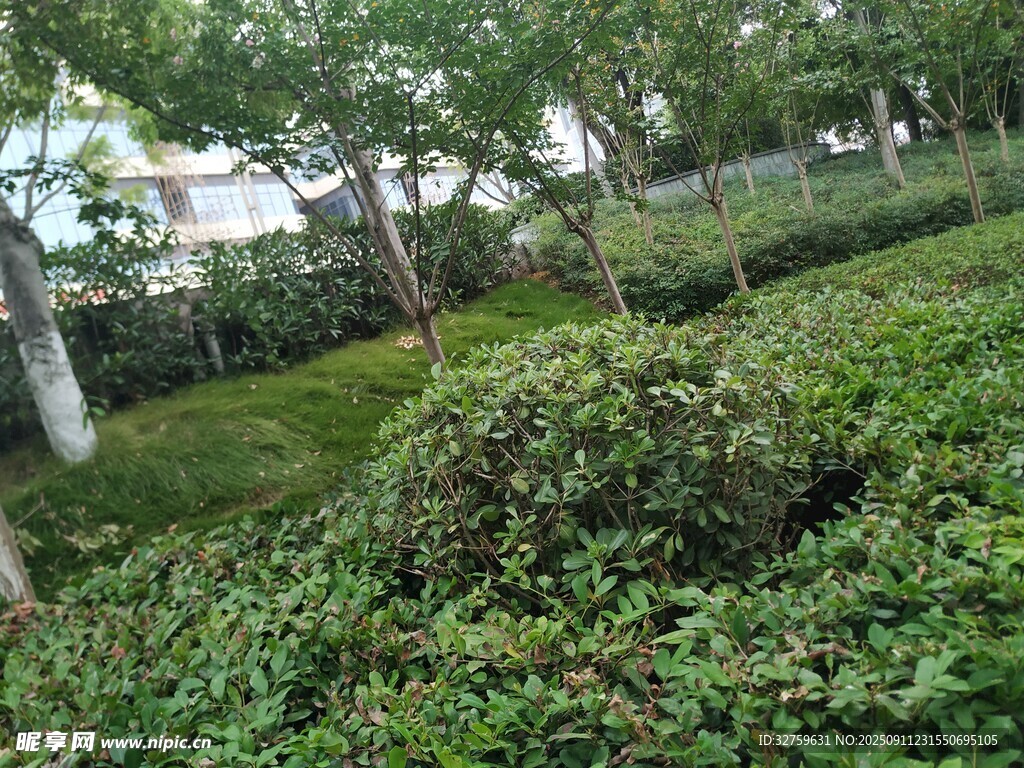 綠意盎然的城市綠植景觀