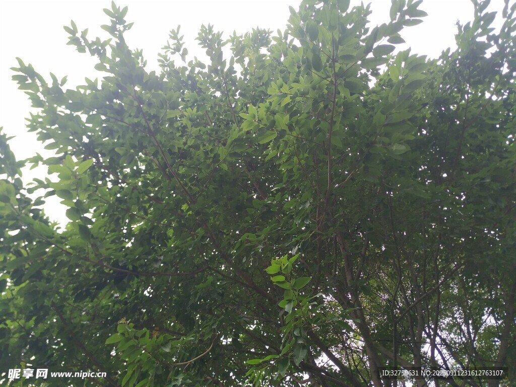 陽(yáng)光下的蔥郁綠樹(shù)