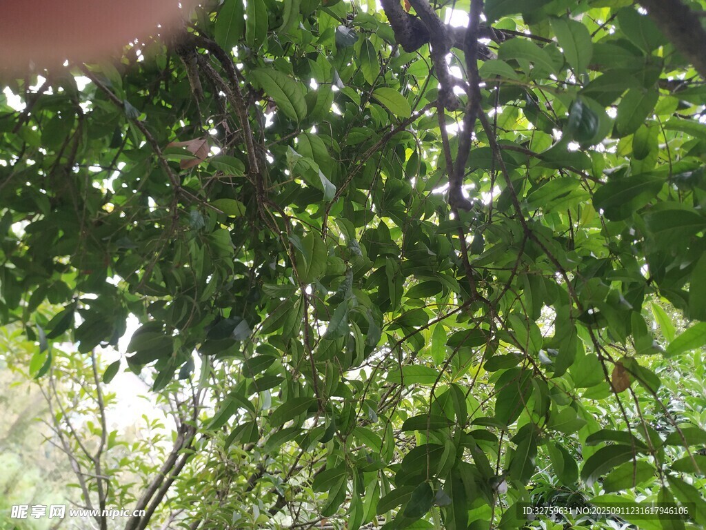 枝葉繁茂的樹木景觀