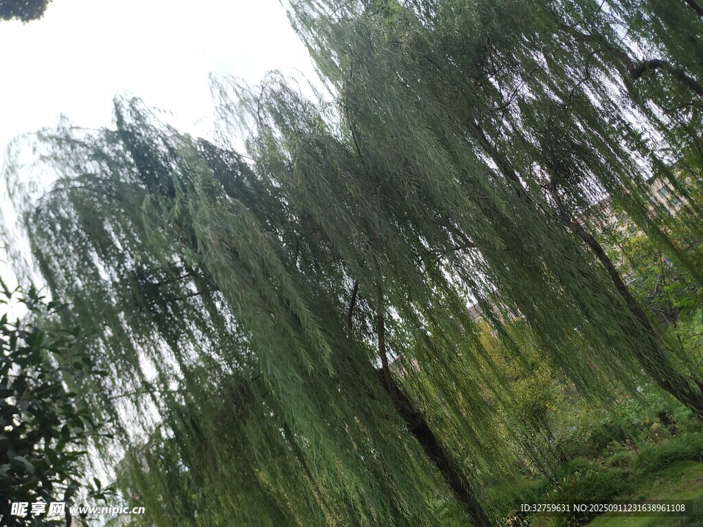 垂柳依依的綠意景致