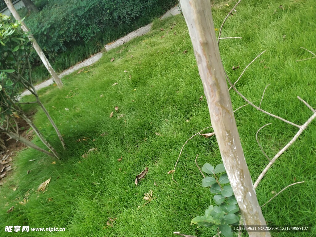 綠意盎然的草地與樹木
