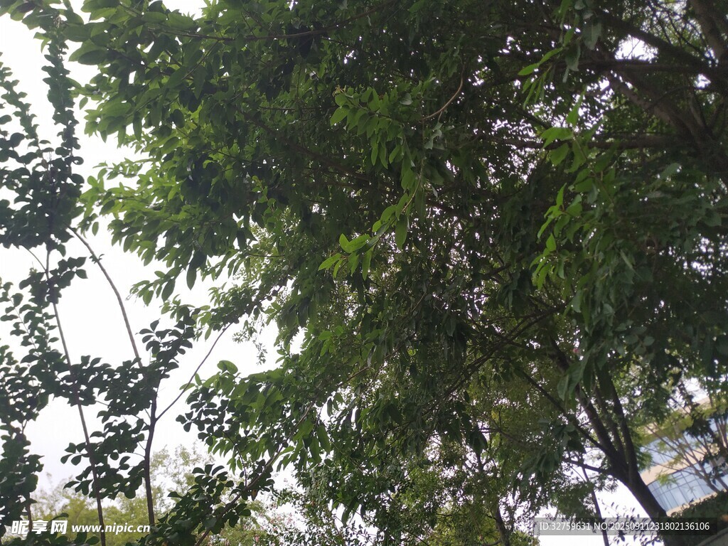 仰視茂密綠樹(shù)景觀